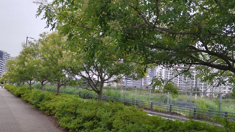 シマトネリコ 川崎市幸区