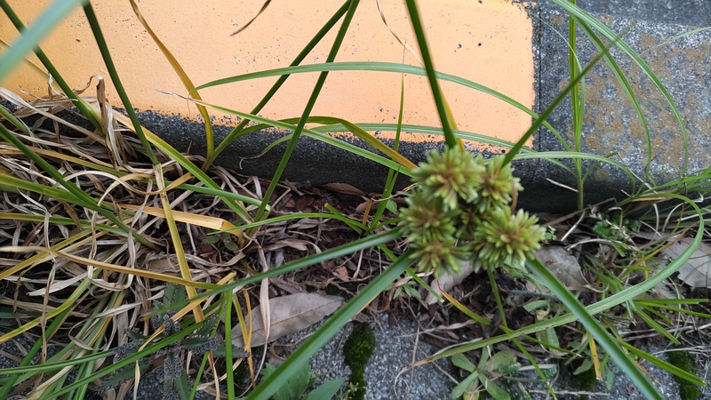 メリケンガヤツリ 川崎市幸区