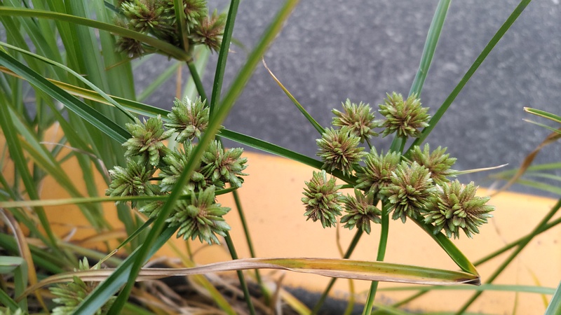 メリケンガヤツリ 川崎市幸区