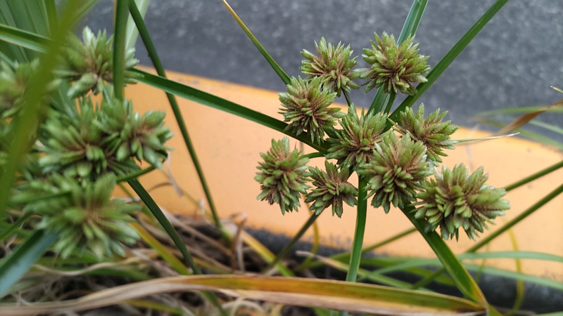 メリケンガヤツリ 川崎市幸区