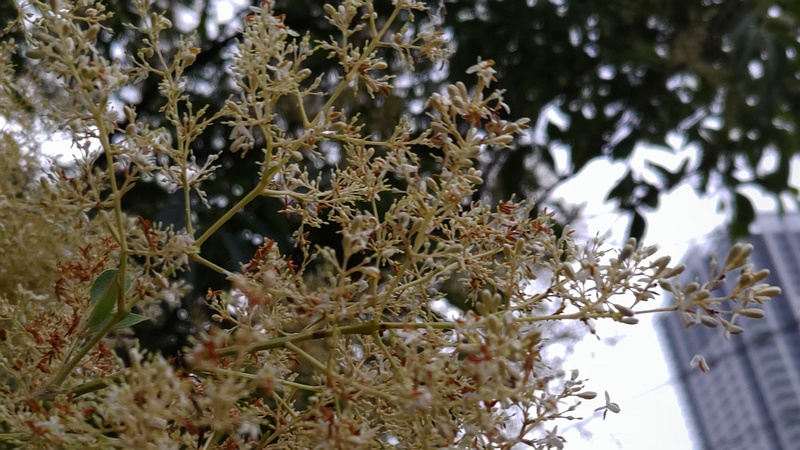 シマトネリコの花 川崎市幸区