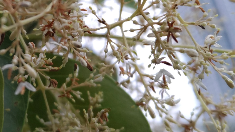 シマトネリコの花 川崎市幸区