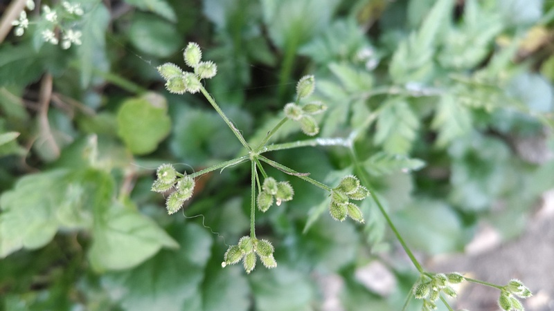 ヤブジラミの果実 横浜市旭区今宿東町