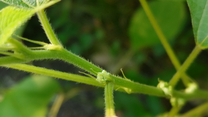 カラムシの雌花 横浜市旭区今宿南町