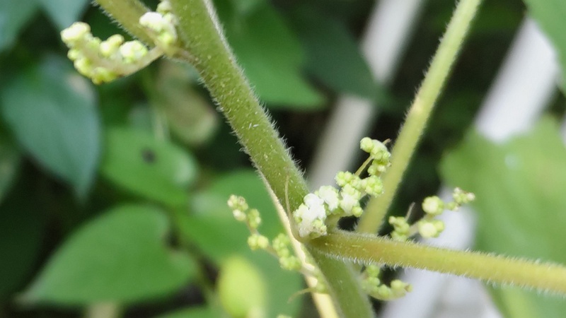 カラムシの雌花 横浜市旭区今宿南町