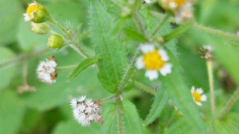 ハキダメギクの花と果実 横浜市旭区今宿南町