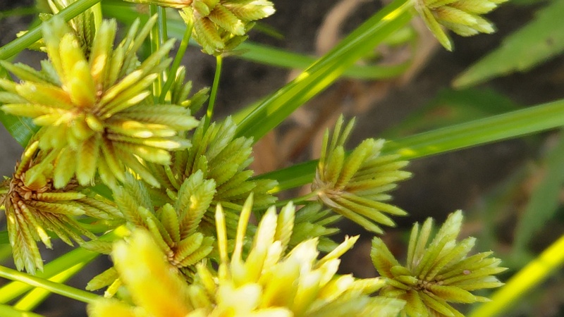 メリケンガヤツリ 横浜市旭区今宿西町