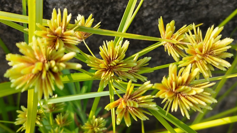 メリケンガヤツリ 横浜市旭区今宿西町