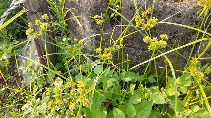 メリケンガヤツリ 横浜市旭区今宿西町