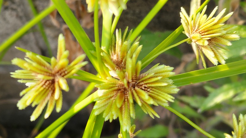 メリケンガヤツリ 横浜市旭区今宿西町