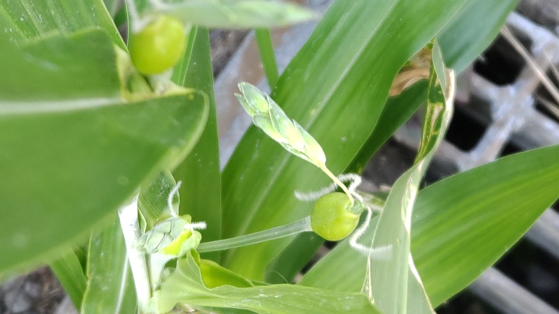 ジュズダマの花穂 横浜市旭区今宿西町