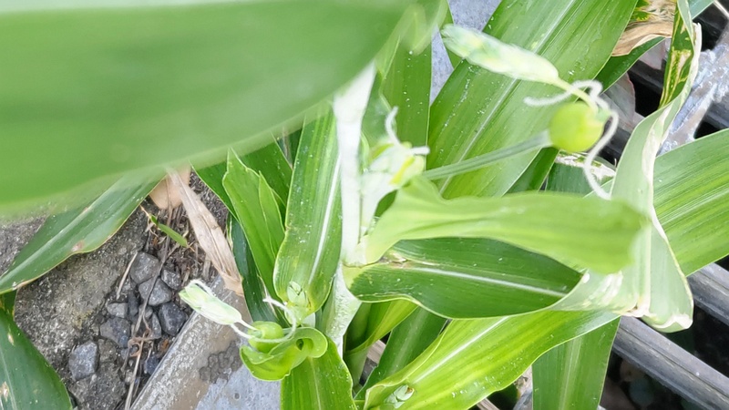 ジュズダマの花穂 横浜市旭区今宿西町