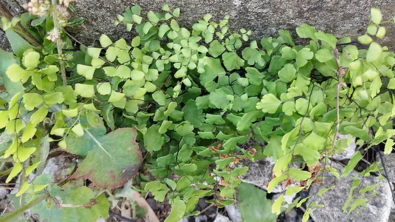 ホウライシダ 横浜市旭区今宿西町