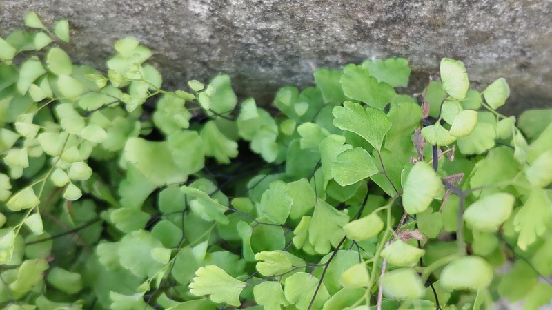 ホウライシダ 横浜市旭区今宿西町