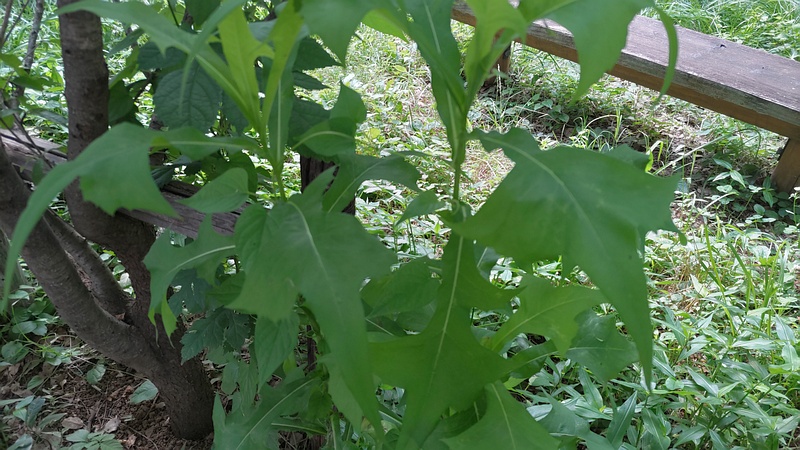 アキノノゲシ 川崎市幸区さいわいふるさと公園