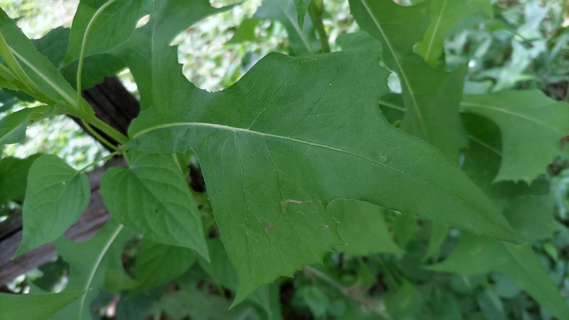 アキノノゲシ 川崎市幸区さいわいふるさと公園