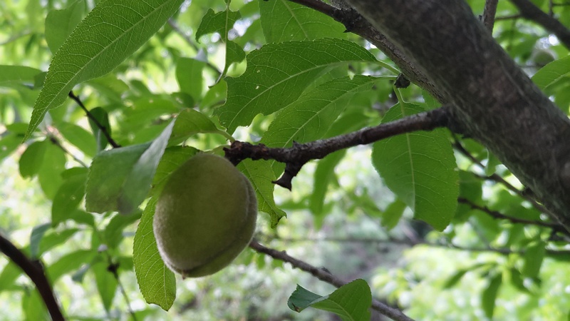 ハナモモの果実 川崎市幸区さいわいふるさと公園