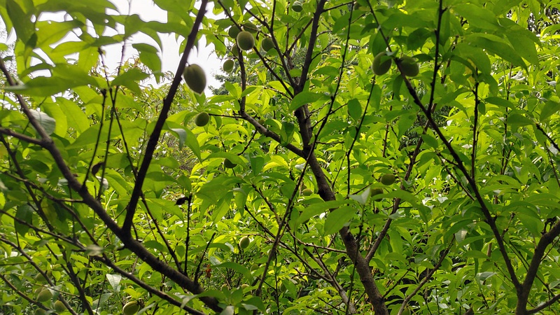 ハナモモの果実 川崎市幸区さいわいふるさと公園