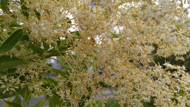 シマトネリコの花 川崎市幸区