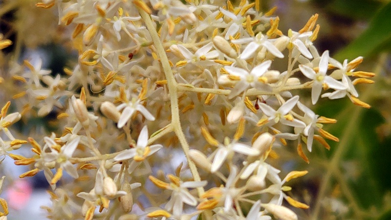 シマトネリコの花 川崎市幸区