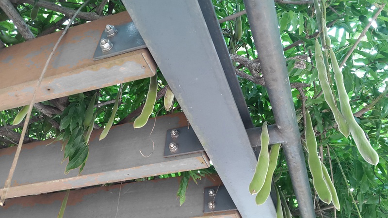 フジの果実 川崎市幸区さいわいふるさと公園