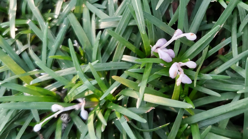 タマリュウの花 川崎市幸区さいわいふるさと公園