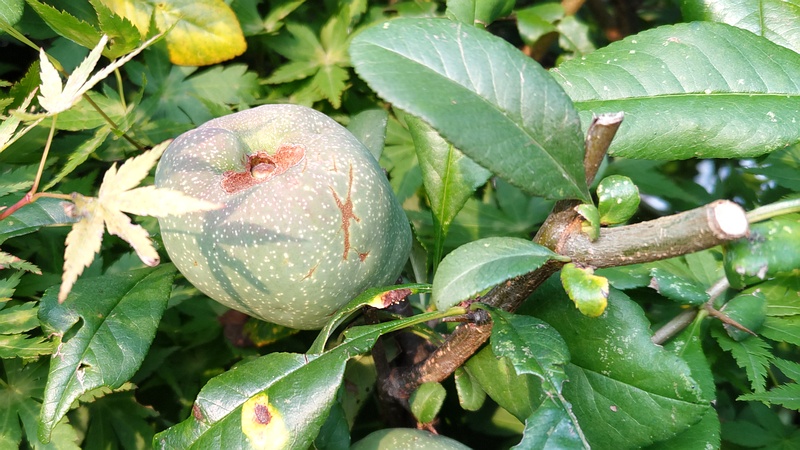 ボケの果実 川崎市幸区さいわいふるさと公園
