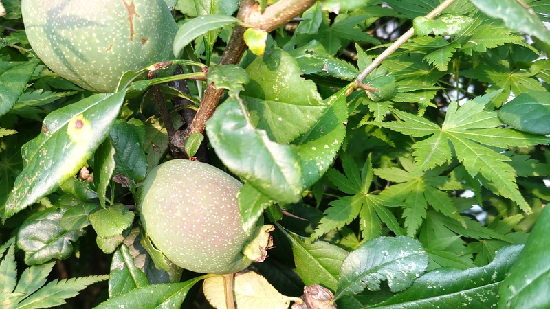 ボケの果実 川崎市幸区さいわいふるさと公園