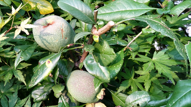 ボケの果実 川崎市幸区さいわいふるさと公園