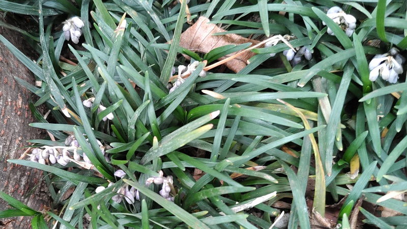 タマリュウの花 川崎市幸区