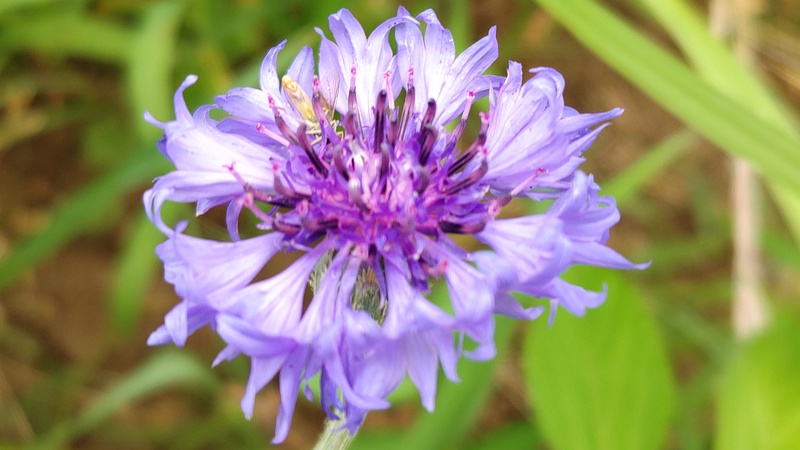 ヤグルマギクの花 川崎市幸区さいわいふるさと公園
