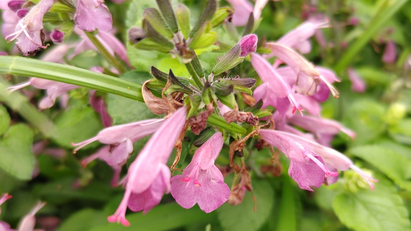 アキギリの花 川崎市幸区さいわいふるさと公園