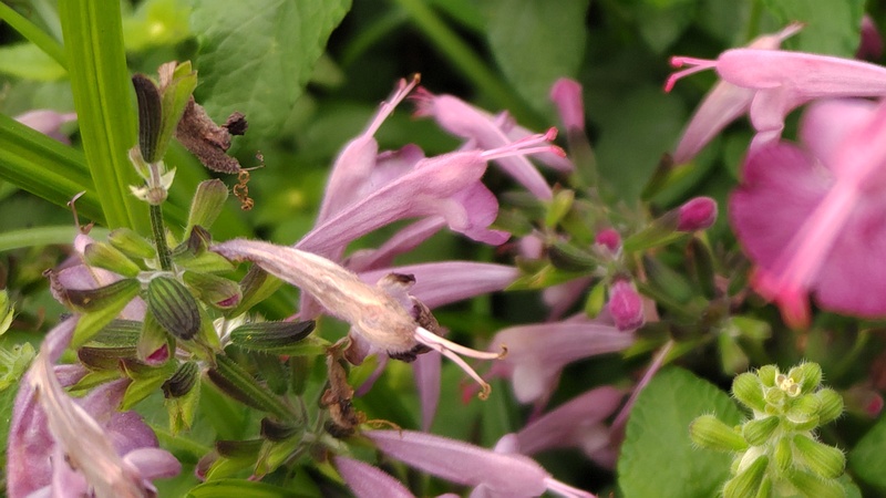 アキギリの花 川崎市幸区さいわいふるさと公園