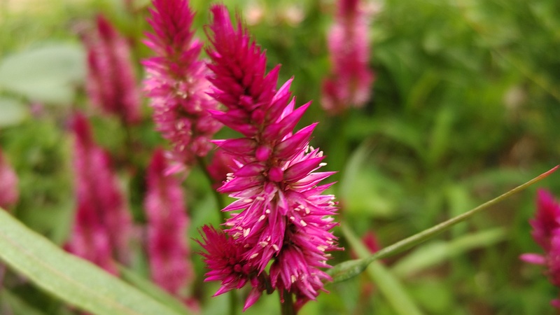 ケイトウの花 川崎市幸区さいわいふるさと公園