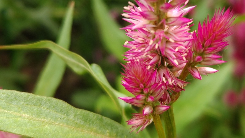 ケイトウの花 川崎市幸区さいわいふるさと公園