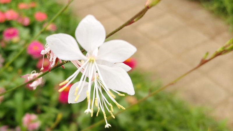 ハクチョウソウの花 川崎市幸区さいわいふるさと公園