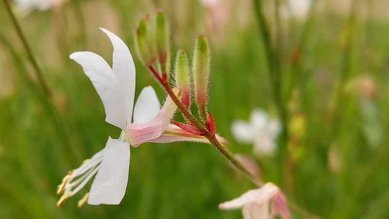 ハクチョウソウの花 川崎市幸区さいわいふるさと公園