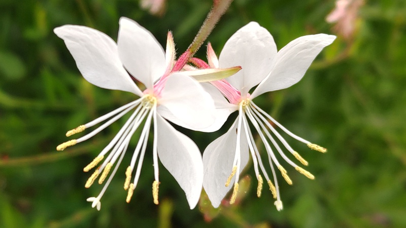 ハクチョウソウの花 川崎市幸区さいわいふるさと公園
