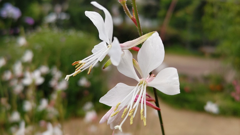 ハクチョウソウの花 川崎市幸区さいわいふるさと公園