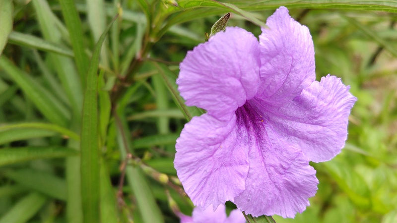 ヤナギバルイラソウの花 川崎市幸区さいわいふるさと公園