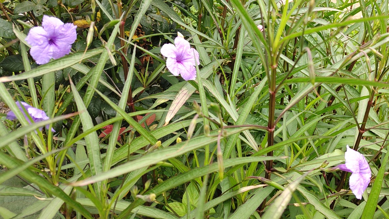 ヤナギバルイラソウの花 川崎市幸区さいわいふるさと公園