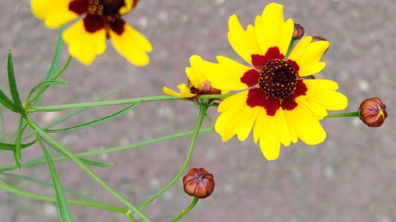 ハルシャギクの花 川崎市幸区さいわいふるさと公園