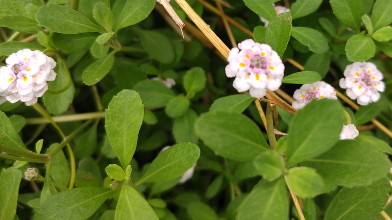 ヒメイワダレソウの花 川崎市幸区さいわいふるさと公園