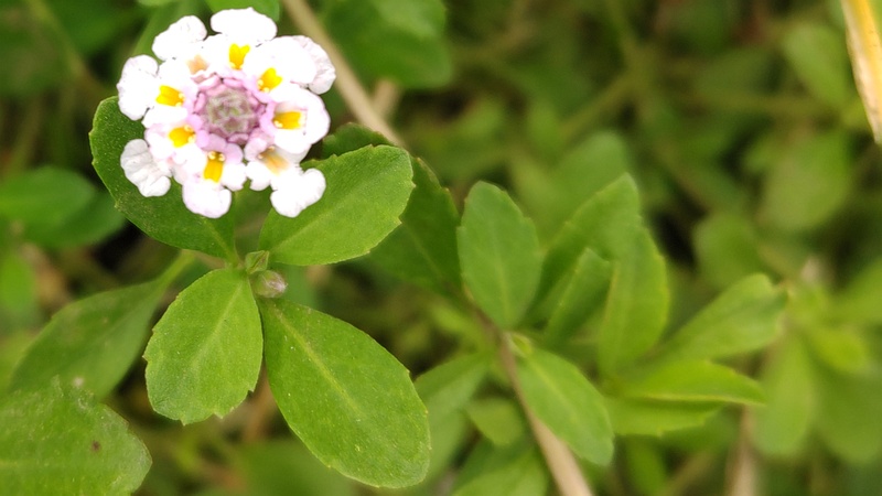 ヒメイワダレソウの花 川崎市幸区さいわいふるさと公園