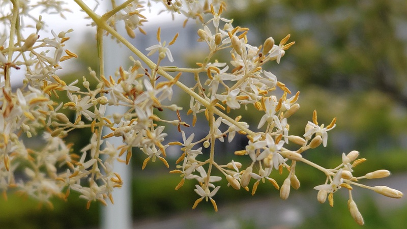 シマトネリコの花 川崎市幸区