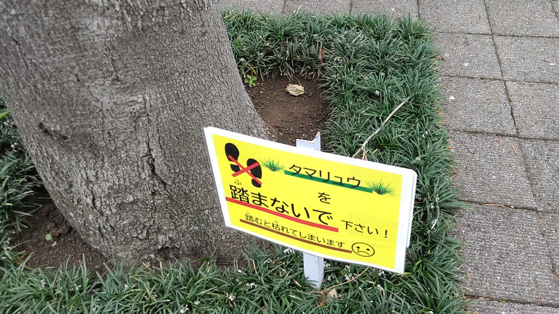 タマリュウの花 川崎市幸区