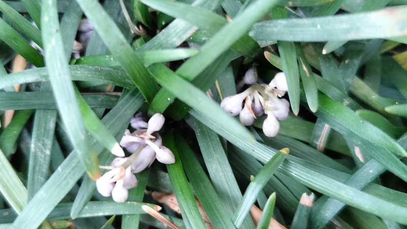 タマリュウの花 川崎市幸区