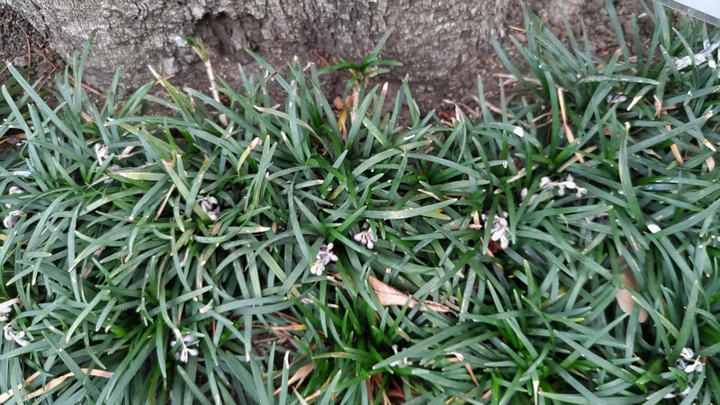 タマリュウの花 川崎市幸区
