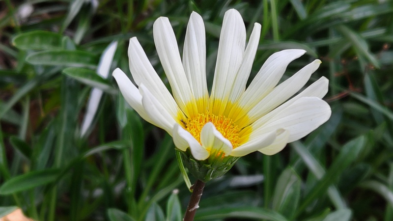 ガザニアの花 川崎市幸区さいわいふるさと公園