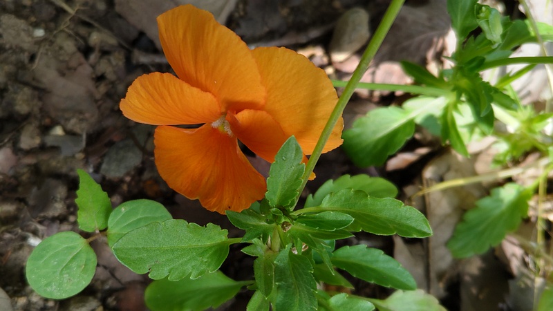 パンジーの花 川崎市幸区さいわいふるさと公園